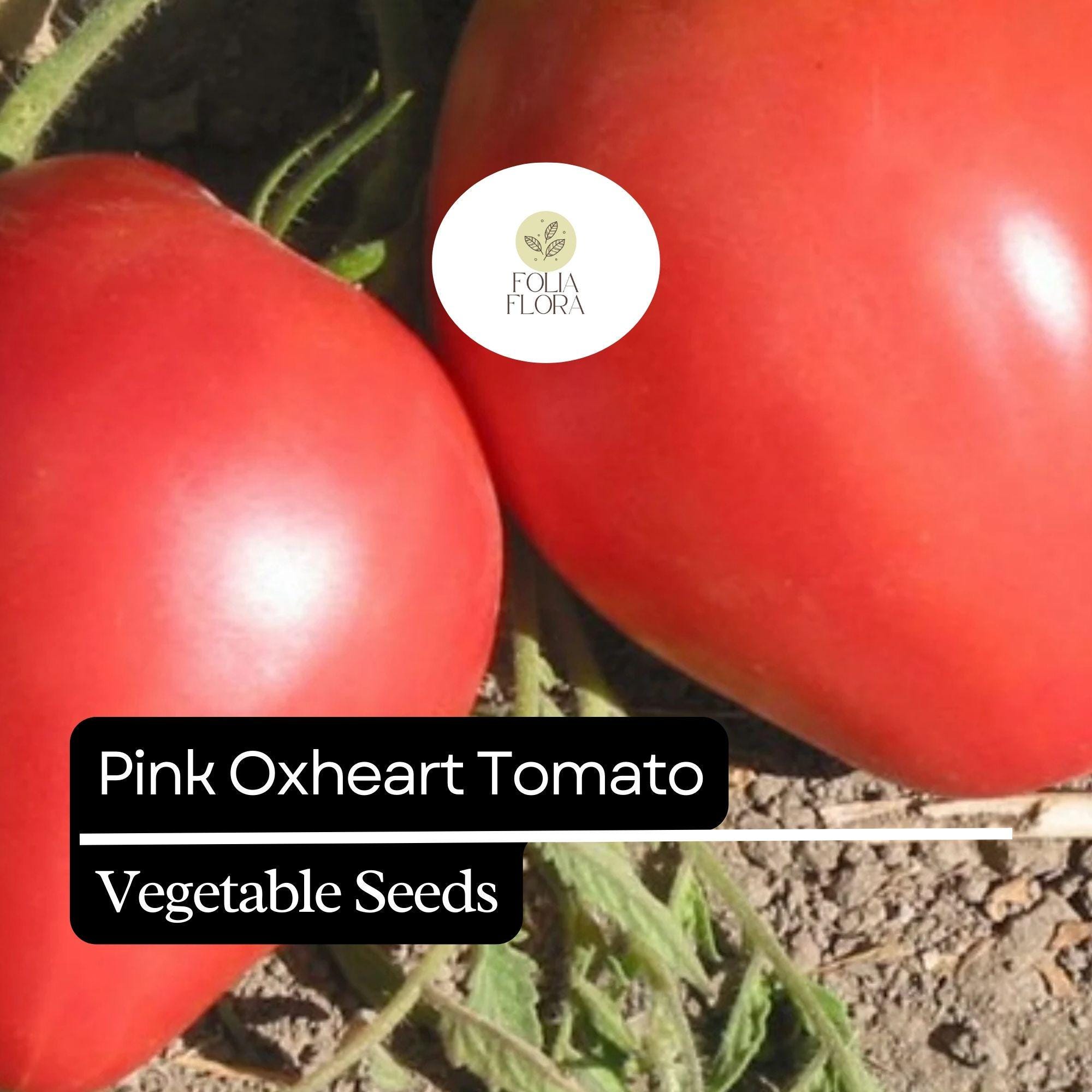 Pink Oxheart Tomato Seeds – Heirloom, Non-GMO, Large Juicy Heart-Shaped Pink Tomatoes, Solanum lycopersicum
