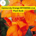 Orange Wyoming Canna Lily Bulb | Tropical Perennial
