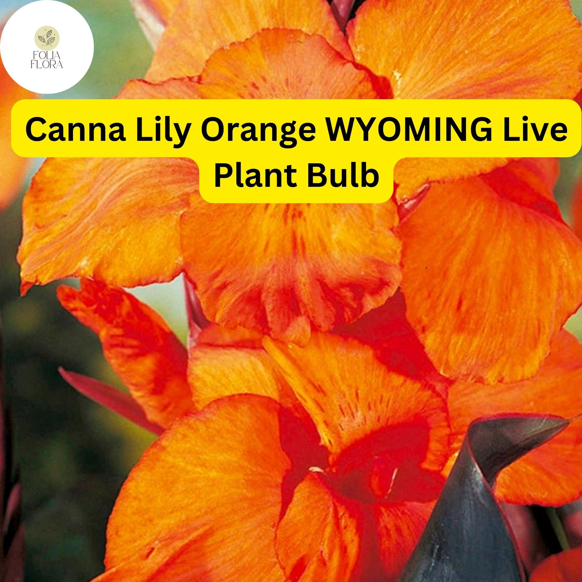Orange Wyoming Canna Lily Bulb | Tropical Perennial