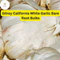 Allium Sativum Gilroy California White Garlic | 5 Bare Root Bulbs | Heirloom, Hardneck, Culinary, High-Yield, Aromatic