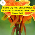 Pretoria Canna Lily Bulb | Orange Variegated Bengal Tiger Tropical Flower