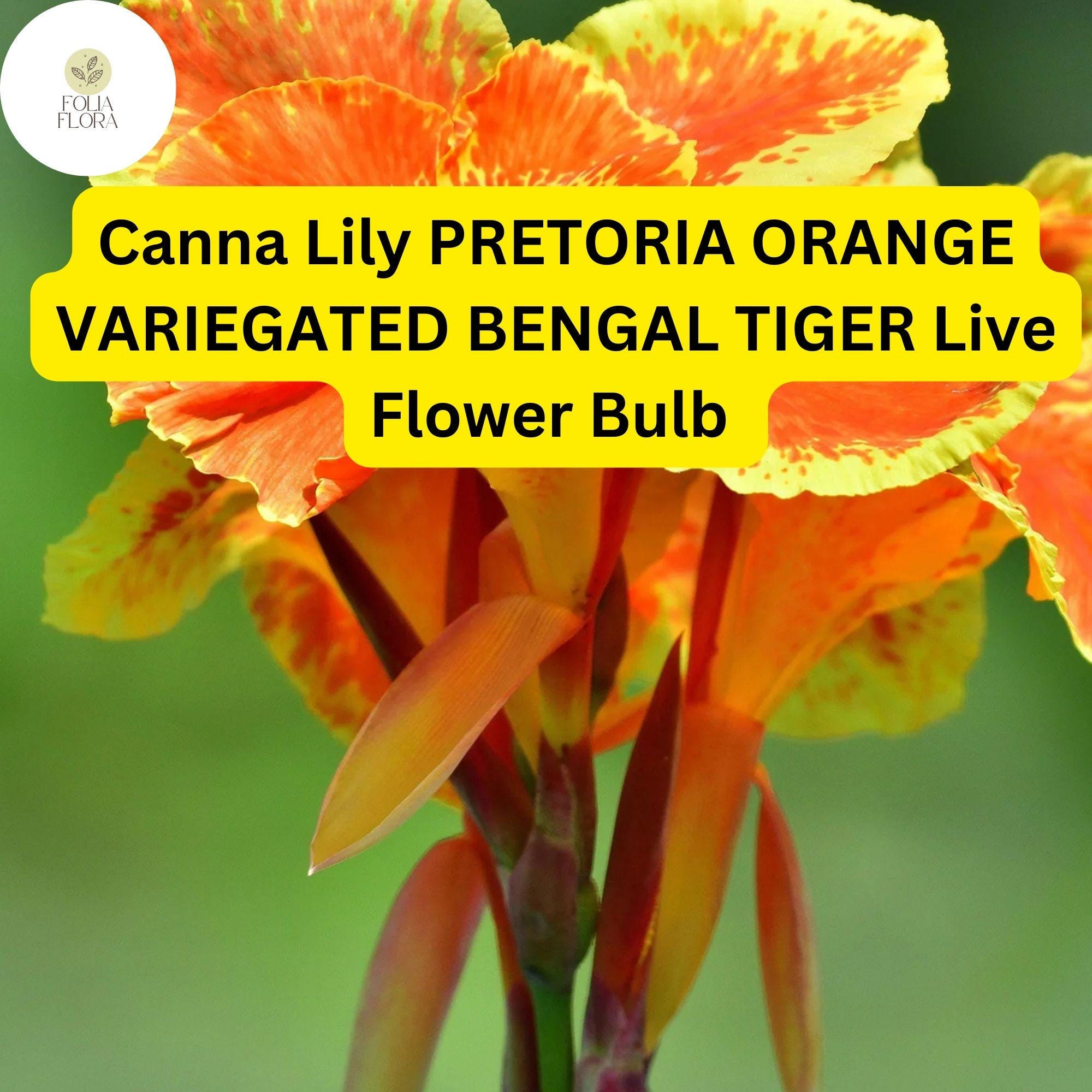 Pretoria Canna Lily Bulb | Orange Variegated Bengal Tiger Tropical Flower