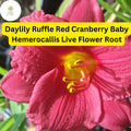 Daylily Ruffled Red Cranberry Baby | 1 Live Rooted Plant | Hemerocallis | Perennial, Reblooming, Drought-Tolerant, Pollinator-Friendly