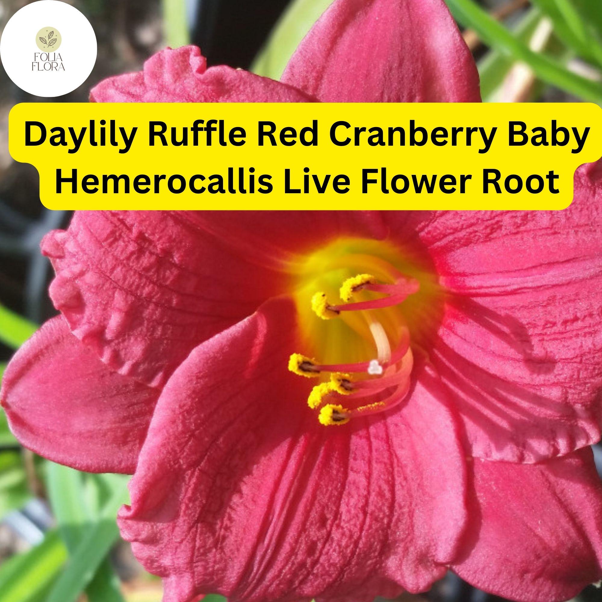 Daylily Ruffled Red Cranberry Baby | 1 Live Rooted Plant | Hemerocallis | Perennial, Reblooming, Drought-Tolerant, Pollinator-Friendly