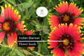 Indian Blanket Seeds (Gaillardia pulchella) | 25 Seeds | Colorful Perennial Wildflower for Pollinators