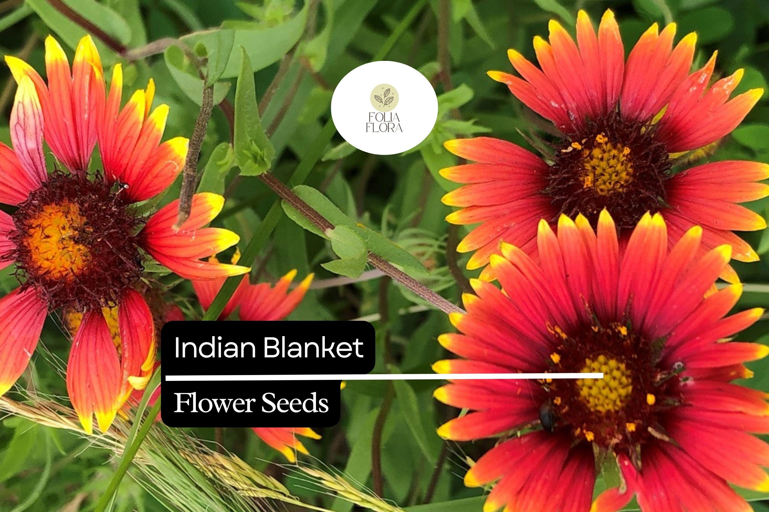Indian Blanket Seeds (Gaillardia pulchella) | 25 Seeds | Colorful Perennial Wildflower for Pollinators