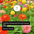 Dahlia Flowered Zinnia Seeds – Vibrant Mix of Large, Double Blooms – Pollinator-Friendly, Easy to Grow – Zinnia elegans