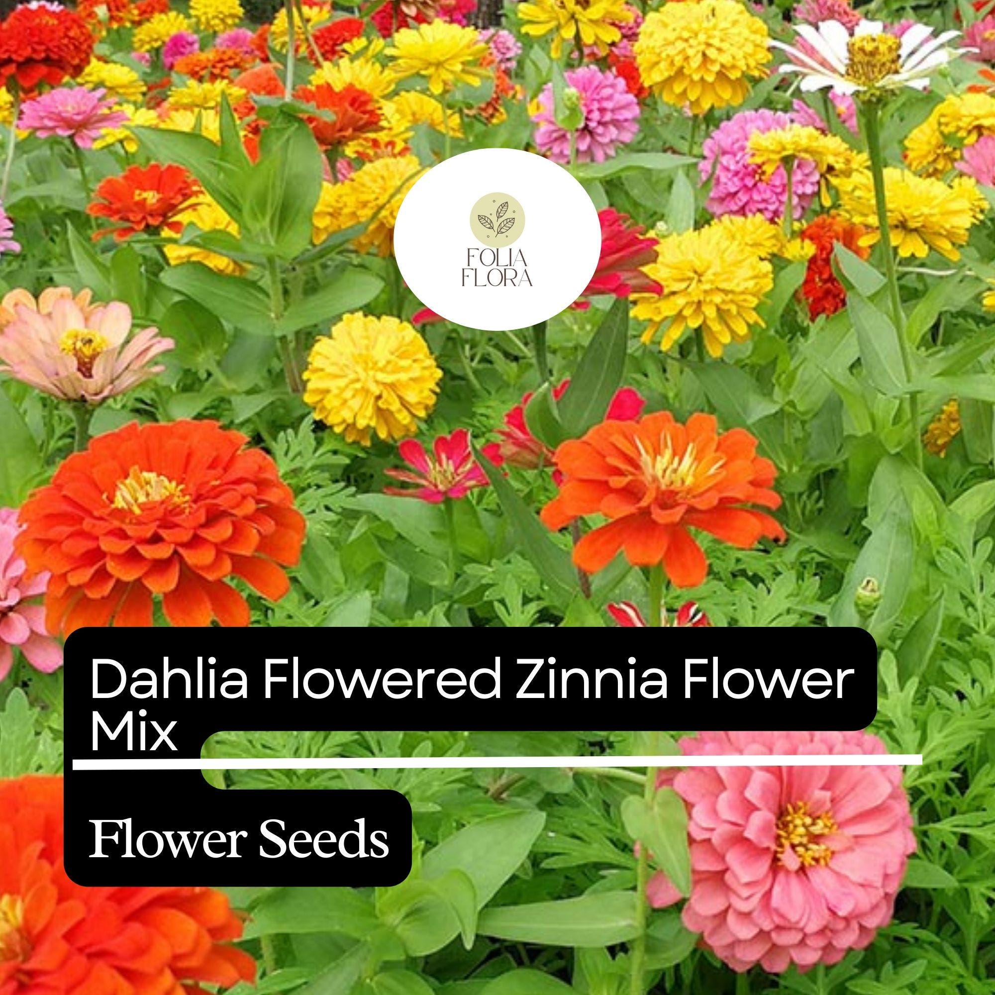 Dahlia Flowered Zinnia Seeds – Vibrant Mix of Large, Double Blooms – Pollinator-Friendly, Easy to Grow – Zinnia elegans