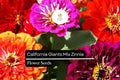 100 California Giant Zinnia Seeds â€“ Zinnia elegans â€“ Huge Vibrant Blooms, Pollinator-Friendly, Easy to Grow