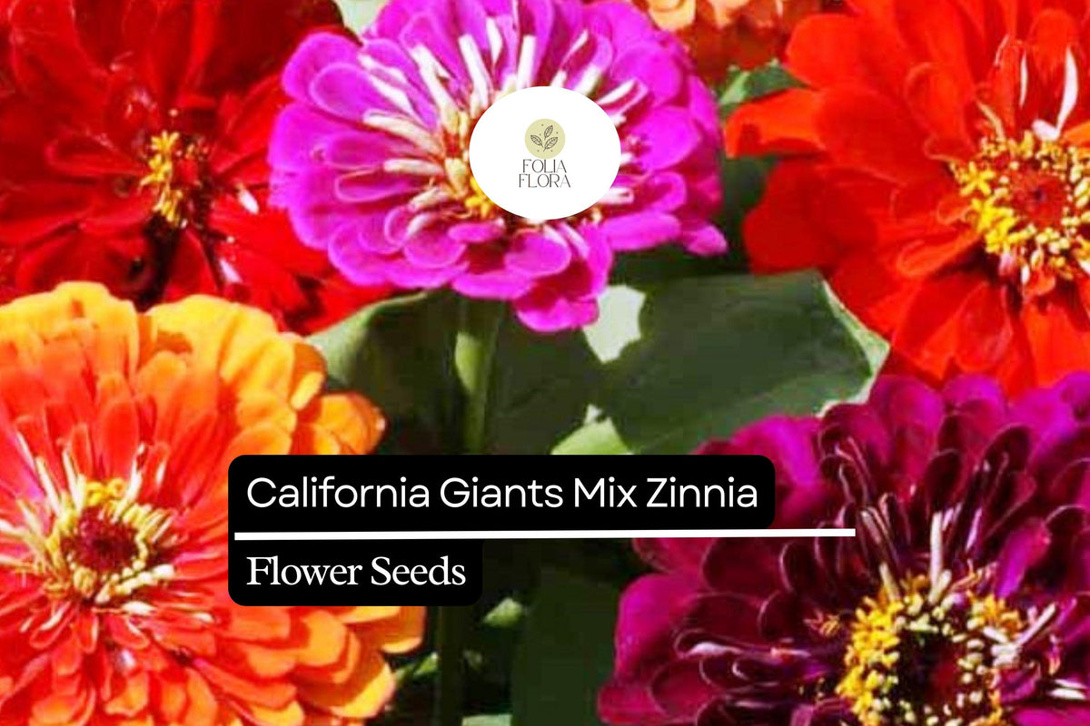 100 California Giant Zinnia Seeds â€“ Zinnia elegans â€“ Huge Vibrant Blooms, Pollinator-Friendly, Easy to Grow