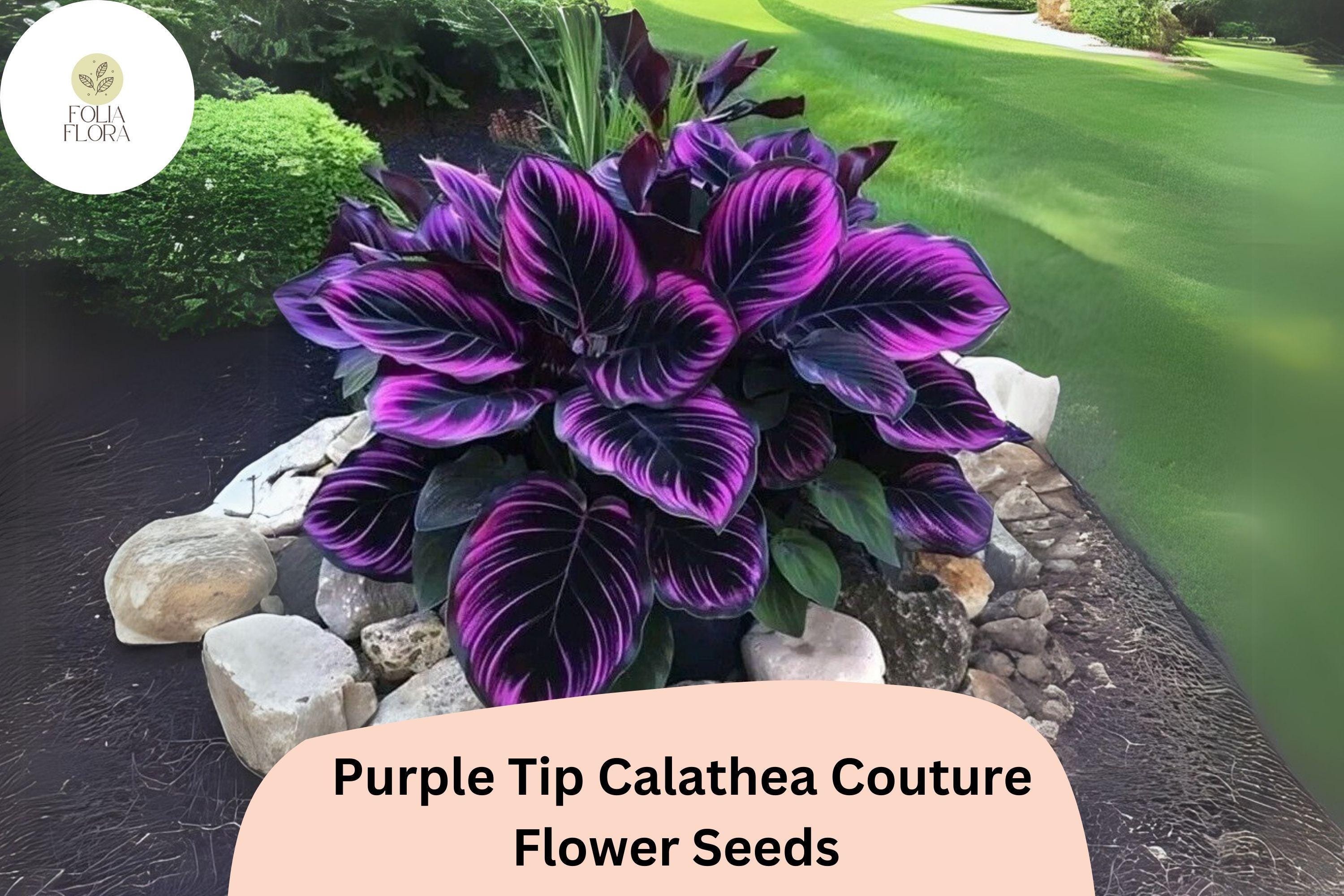 Purple Tip Calathea Couture Seeds | Exotic Tropical Foliage (25+ Seeds)