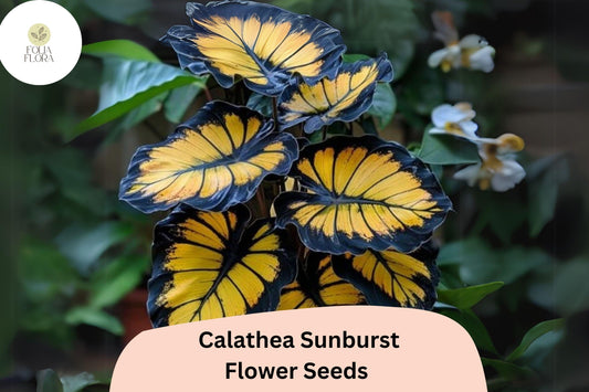 Sunburst Calathea Seeds | Exotic Tropical Foliage, Air-Purifying (25+ Seeds)