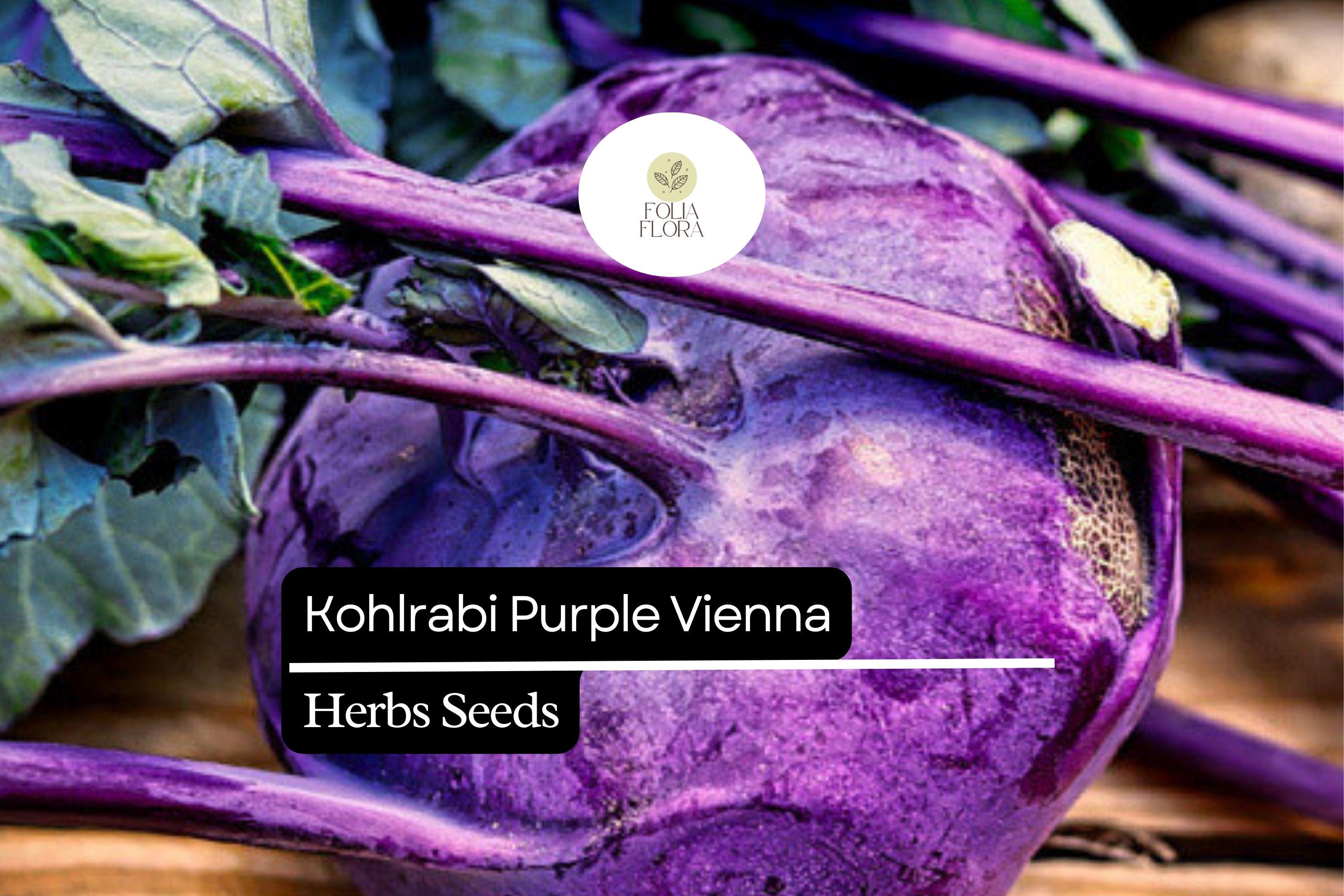 Purple Vienna Kohlrabi Seeds – Heirloom, Non-GMO, Cold Hardy, Crisp & Sweet, Easy to Grow, 500 Seeds Brassica oleracea