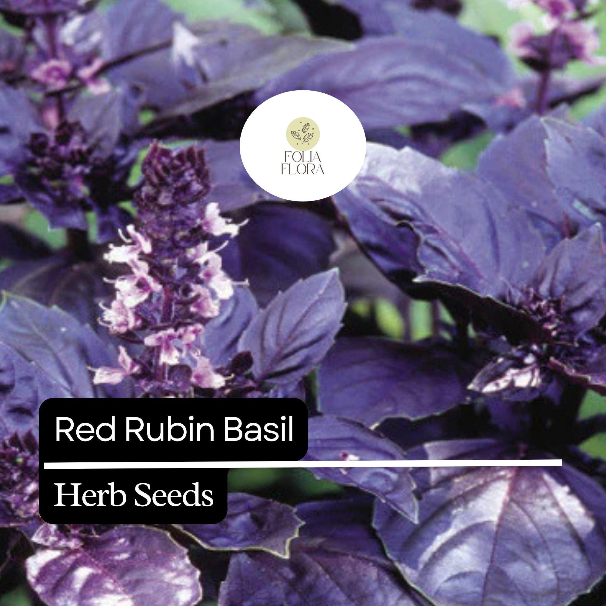 Red Rubin Basil Seeds – 200 Non-GMO Heirloom Seeds with Deep Purple Leaves, Culinary & Ornamental, Ocimum basilicum 'Red Rubin'