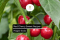 Sweet Red Cherry Pepper Seeds – Heirloom, Non-GMO, Small, Round, Capsicum annuum