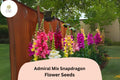 Admiral Mix Snapdragon Seeds (Antirrhinum majus) | 1000+ Seeds | Vibrant Blooms for Garden & Borders