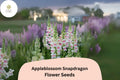Appleblossom Snapdragon Seeds (Antirrhinum majus) | 1000+ Seeds | Soft Pastel Blooms for Garden & Borders