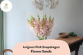 Avignon Pink Snapdragon Seeds | 1000+ Elegant Blush Blooms
