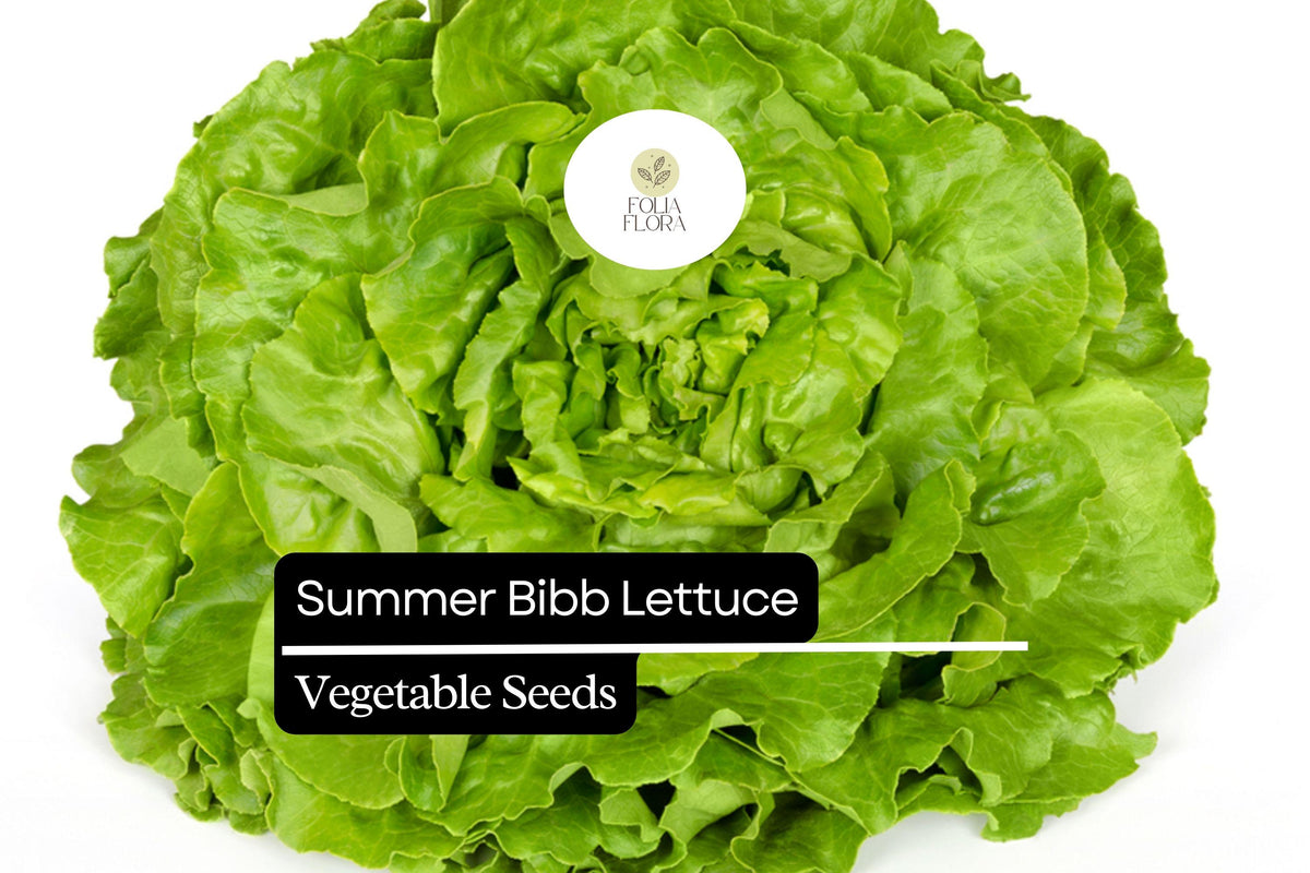 1000 Summer Bibb Lettuce Seeds – Heirloom, Non-GMO, Heat-Tolerant, Butterhead, Lactuca sativa
