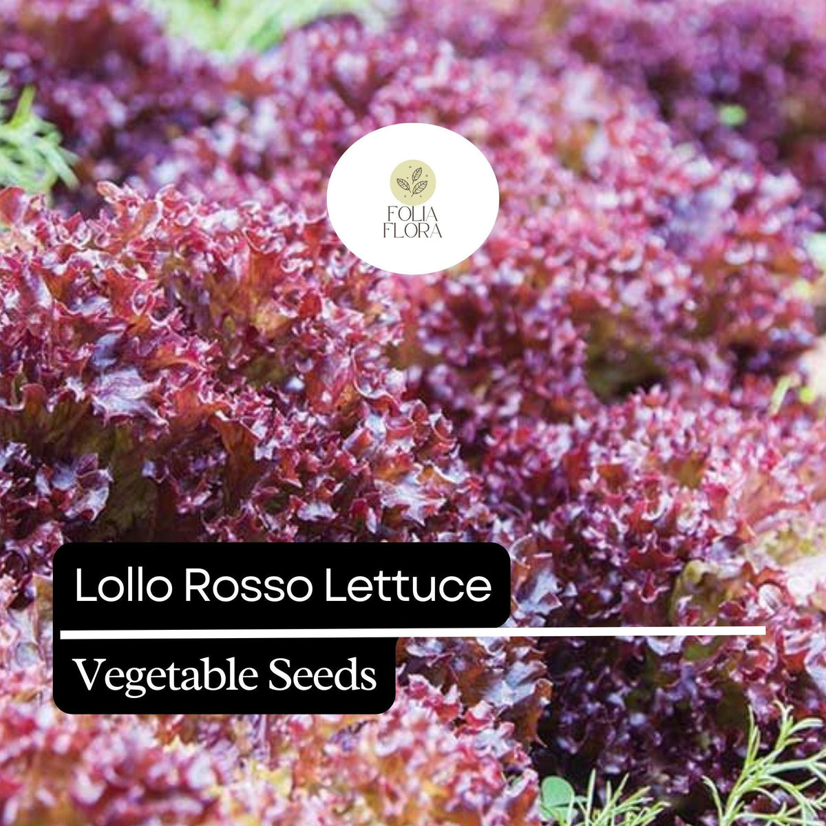 1000 Lollo Rosso Lettuce Seeds â€“ Heirloom, Non-GMO, Frilly Red-Leaf Variety