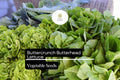 Buttercrunch Lettuce Seeds – Heirloom, Heat-Tolerant, Tender & Sweet, Lactuca sativa, Salad Greens, Slow-Bolting
