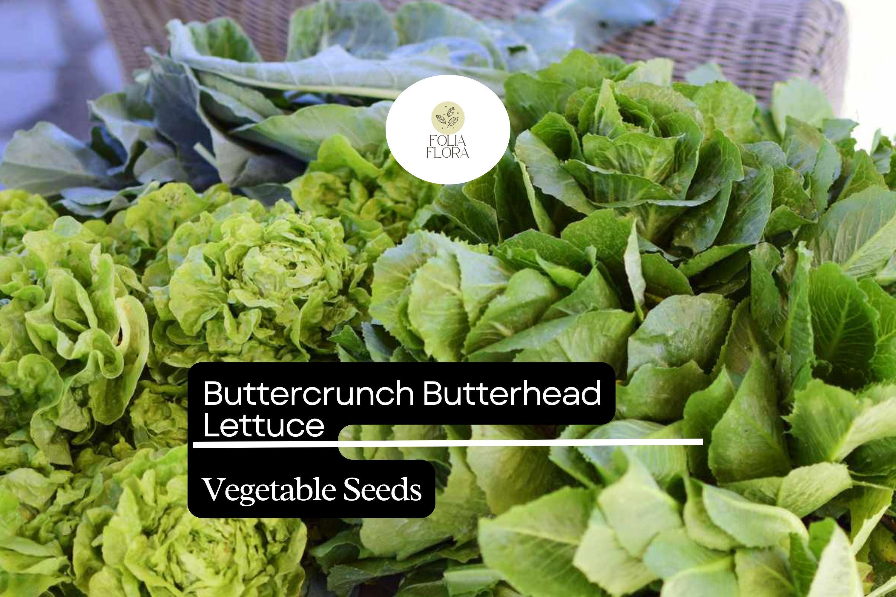 Buttercrunch Lettuce Seeds – Heirloom, Heat-Tolerant, Tender & Sweet, Lactuca sativa, Salad Greens, Slow-Bolting
