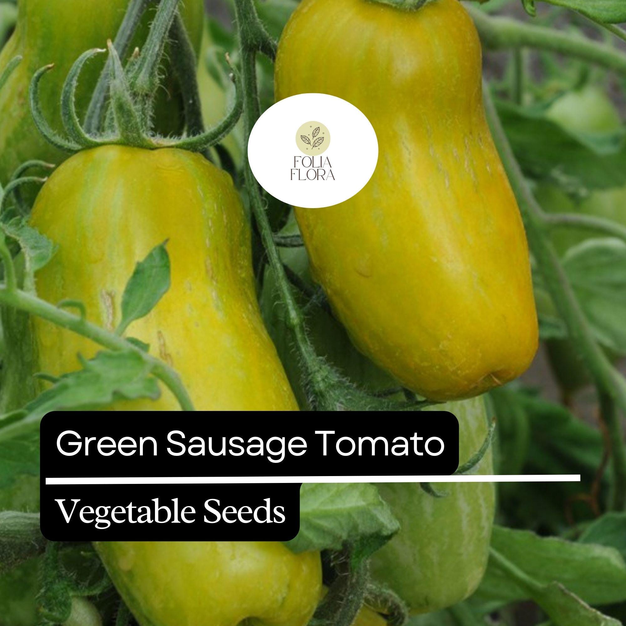 Green Sausage Tomato Seeds – Heirloom, Green-Yellow Striped, 3-4 Inch Fruit, Solanum lycopersicum