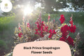 Black Prince Snapdragon Seeds (Antirrhinum majus) | 1000+ Seeds | Deep Burgundy Blooms for Gardens & Borders
