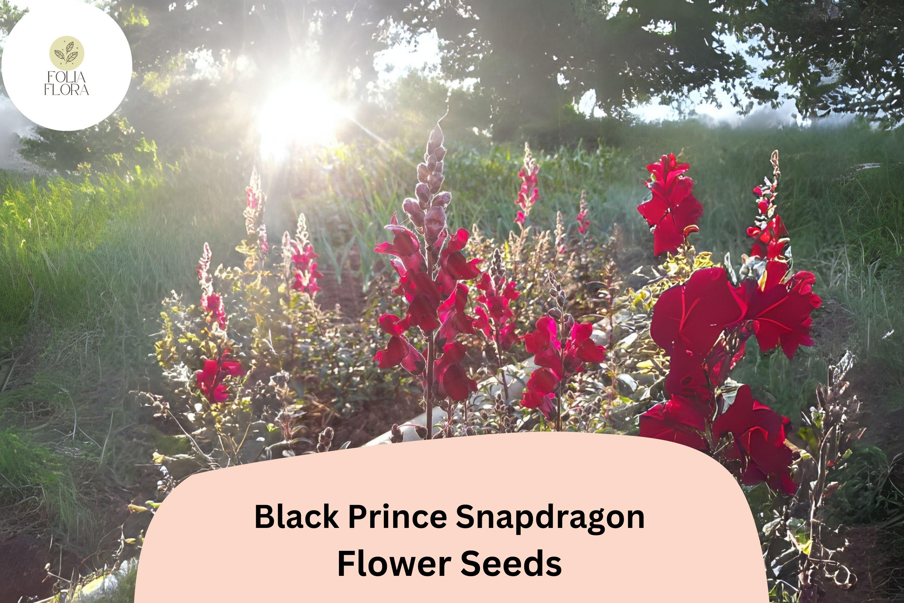 Black Prince Snapdragon Seeds (Antirrhinum majus) | 1000+ Seeds | Deep Burgundy Blooms for Gardens & Borders