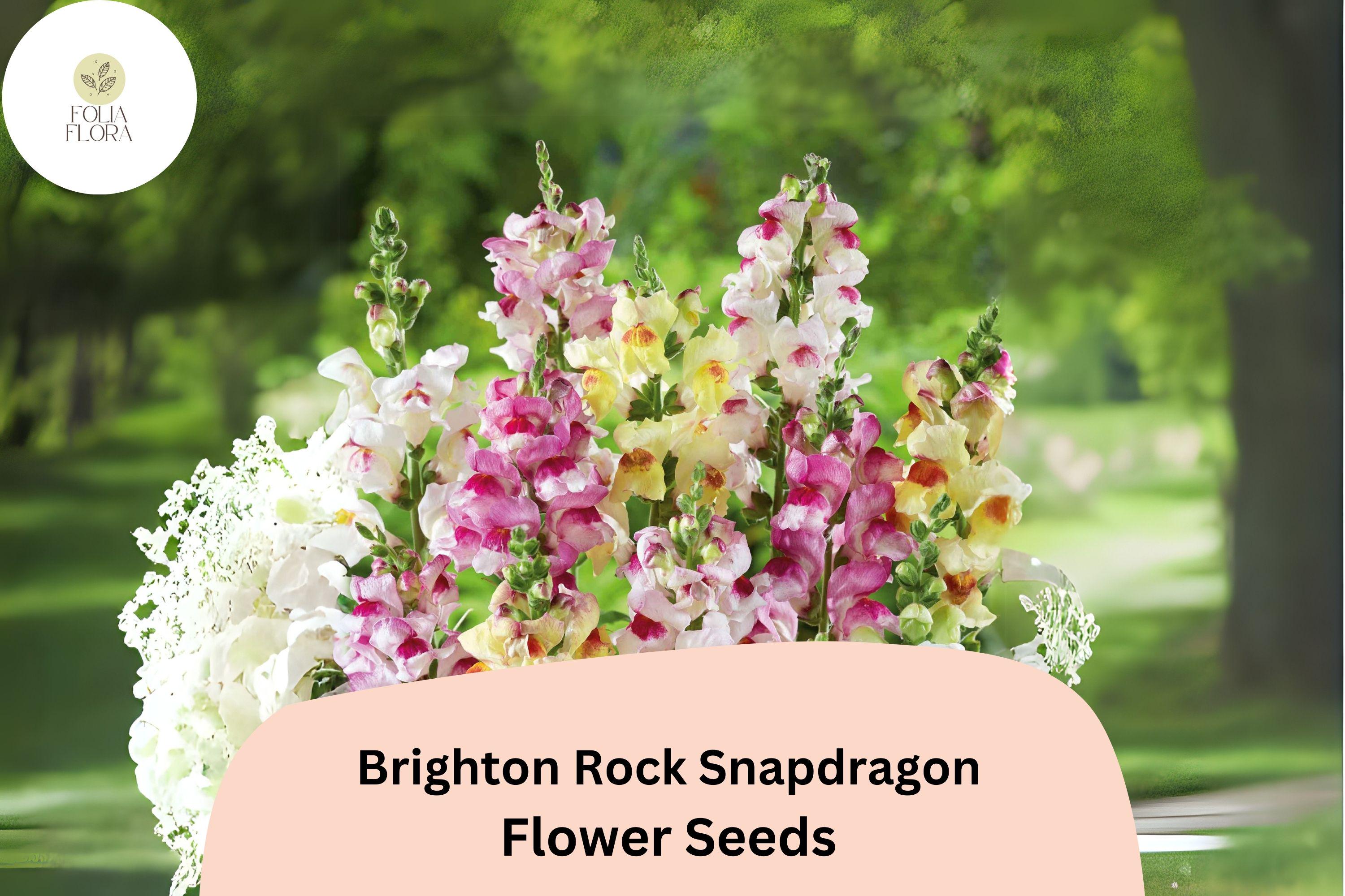 Brighton Rock Snapdragon Seeds (Antirrhinum majus) | 1000+ Seeds | Unique Bicolor Blooms for Gardens & Borders