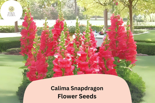 Calima Snapdragon Seeds (Antirrhinum majus) | 1000+ Seeds | Vibrant Multicolored Blooms for Gardens & Borders
