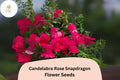 Candelabra Rose Snapdragon Seeds (Antirrhinum majus) | 1000+ Seeds | Elegant Rose-Pink Blooms for Gardens & Borders