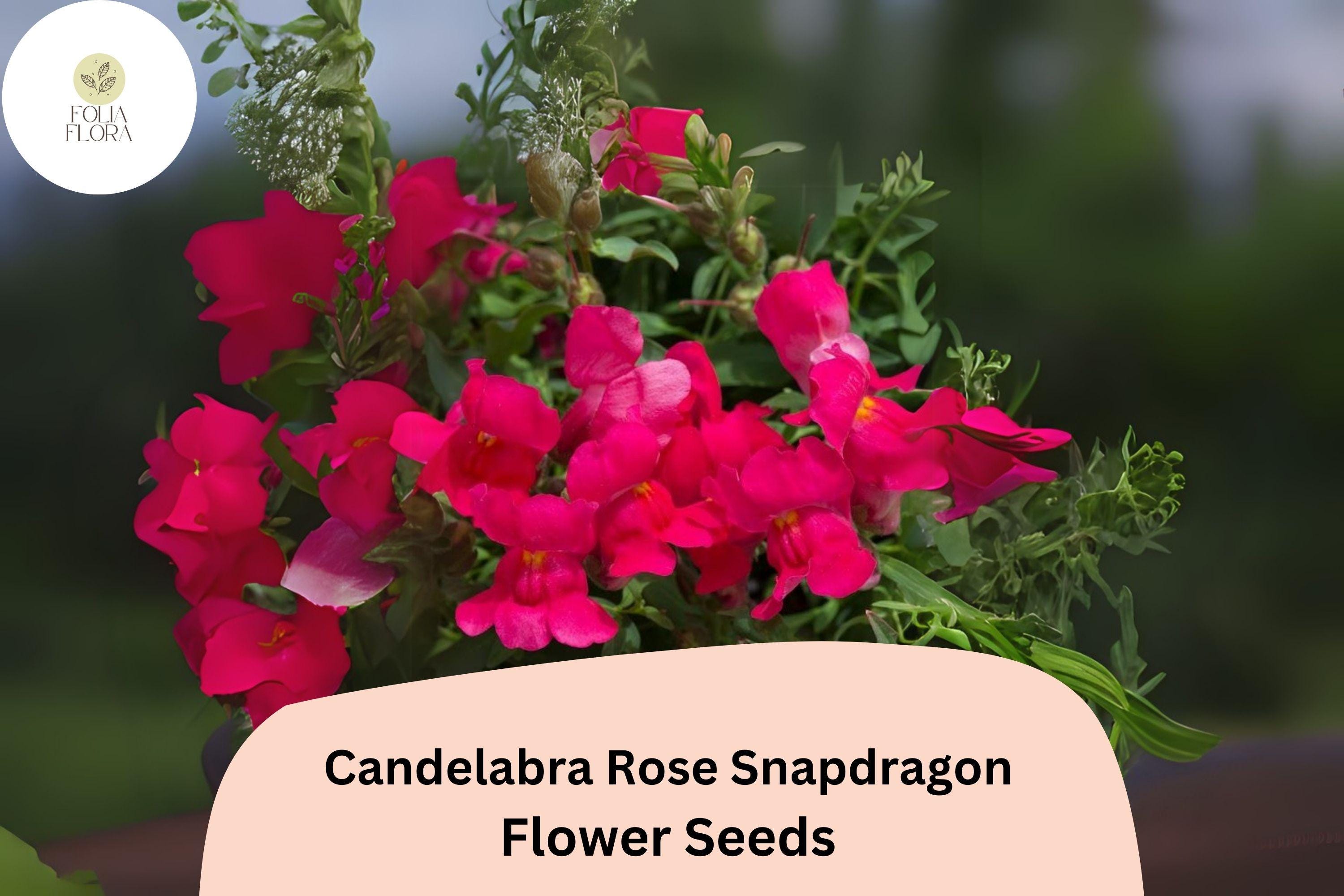 Candelabra Rose Snapdragon Seeds (Antirrhinum majus) | 1000+ Seeds | Elegant Rose-Pink Blooms for Gardens & Borders