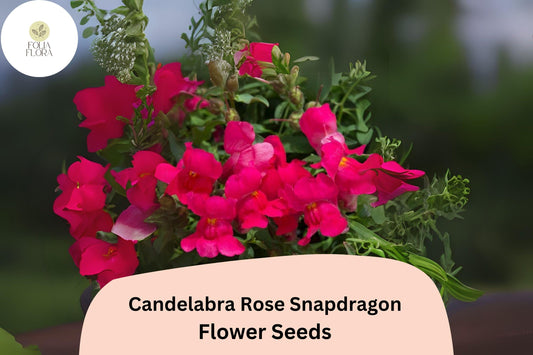 Candelabra Rose Snapdragon Seeds (Antirrhinum majus) | 1000+ Seeds | Elegant Rose-Pink Blooms for Gardens & Borders