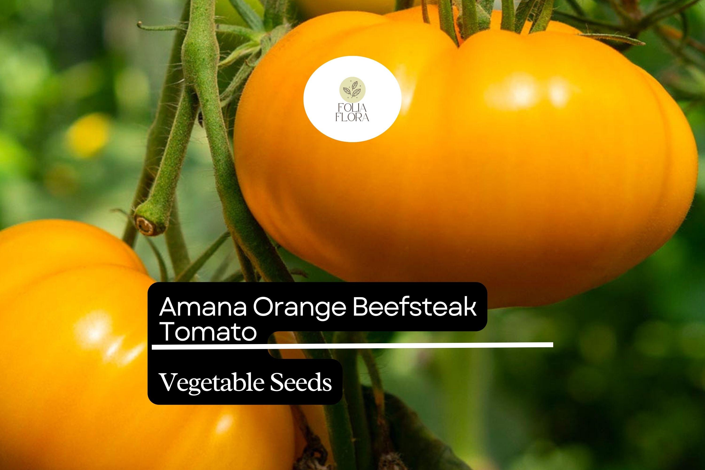 Amana Orange Tomato Seeds – Heirloom Beefsteak, Large Bright Orange Fruits, High-Yielding, Low-Acid, Indeterminate Solanum lycopersicum