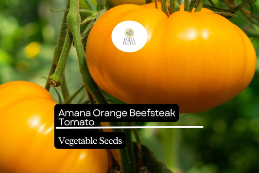Amana Orange Tomato Seeds – Heirloom Beefsteak, Large Bright Orange Fruits, High-Yielding, Low-Acid, Indeterminate Solanum lycopersicum