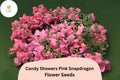 Candy Showers Pink Snapdragon Seeds | Trailing Cascading Blooms