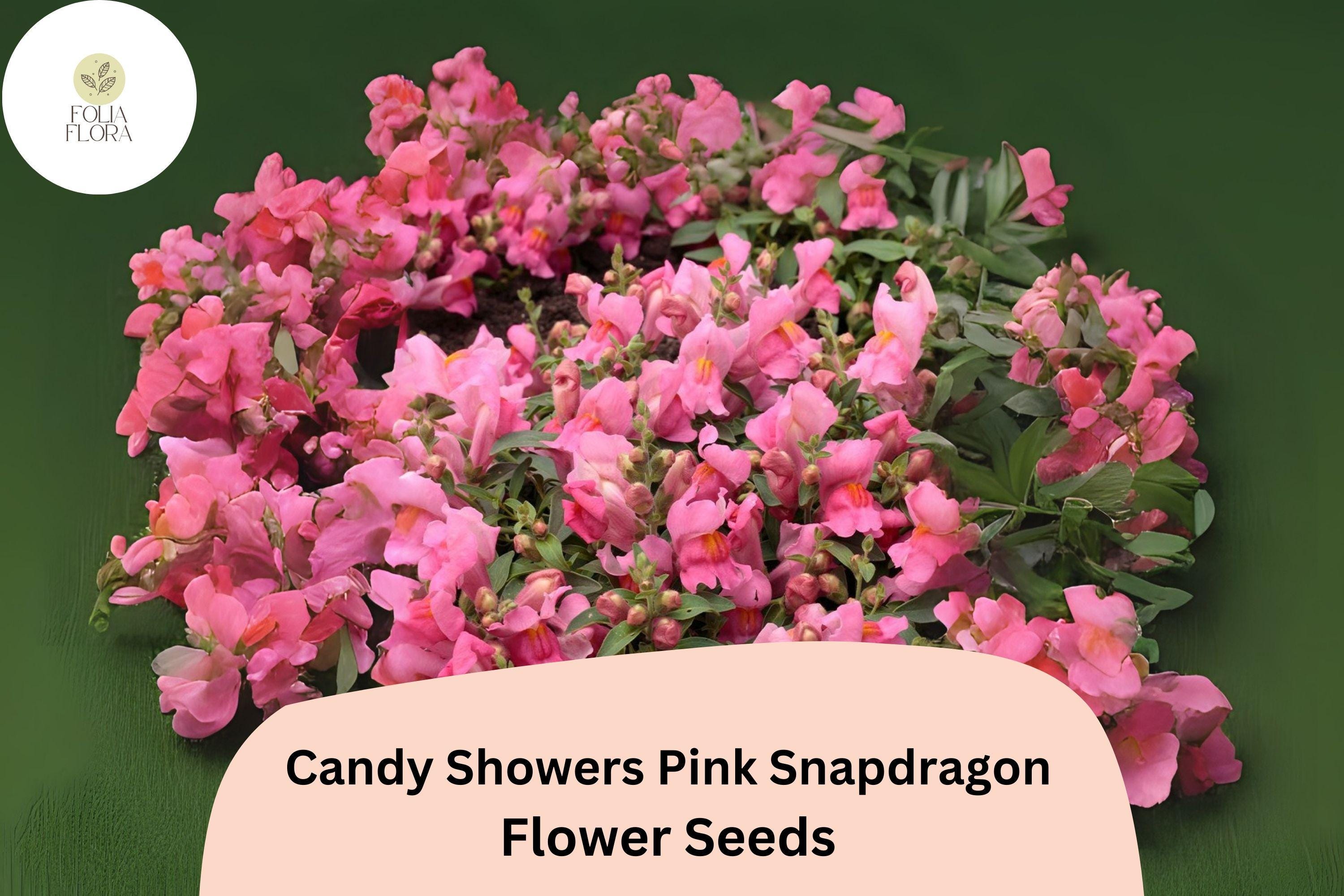 Candy Showers Pink Snapdragon Seeds | Trailing Cascading Blooms
