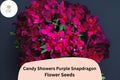 Candy Showers Purple Snapdragon Seeds | Cascading Blooms, Hanging Baskets