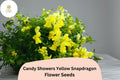 Candy Showers Yellow Snapdragon Seeds | Cascading Blooms (1000+ Seeds)