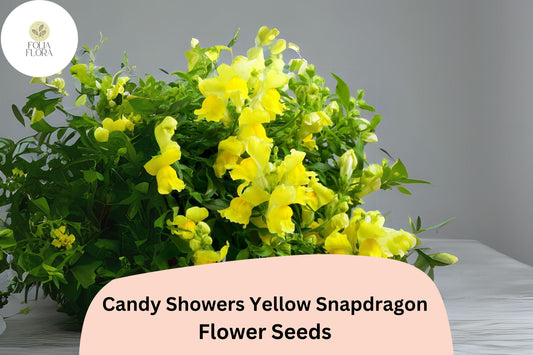 Candy Showers Yellow Snapdragon Seeds | Cascading Blooms (1000+ Seeds)