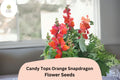 Candy Tops Orange Snapdragon Seeds | Dwarf, Pollinator-Friendly