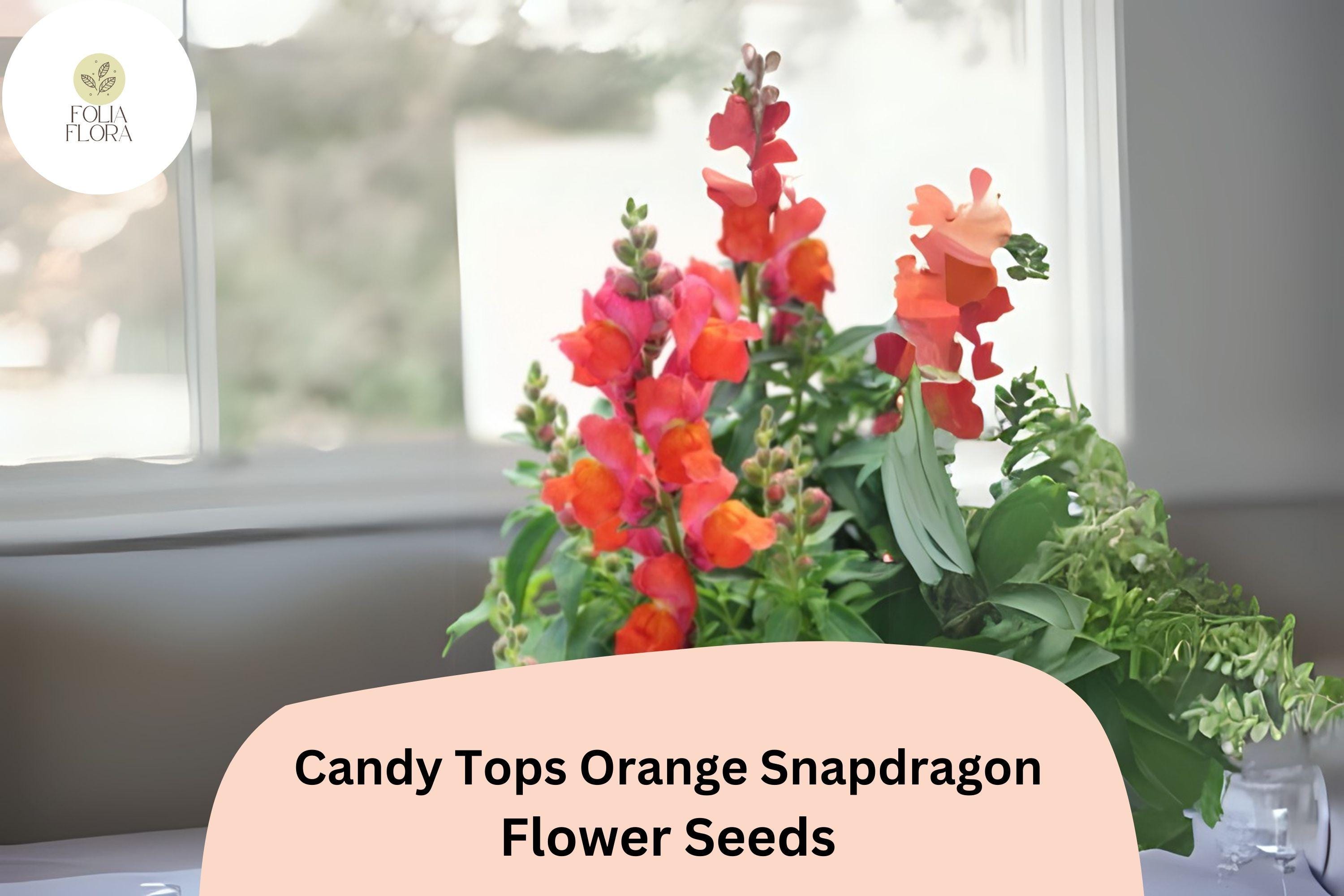 Candy Tops Orange Snapdragon Seeds | Dwarf, Pollinator-Friendly