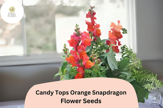 Candy Tops Orange Snapdragon Seeds | Dwarf, Pollinator-Friendly