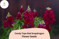 Candy Tops Red Snapdragon Seeds | Compact Garden Blooms (1000+ Seeds)