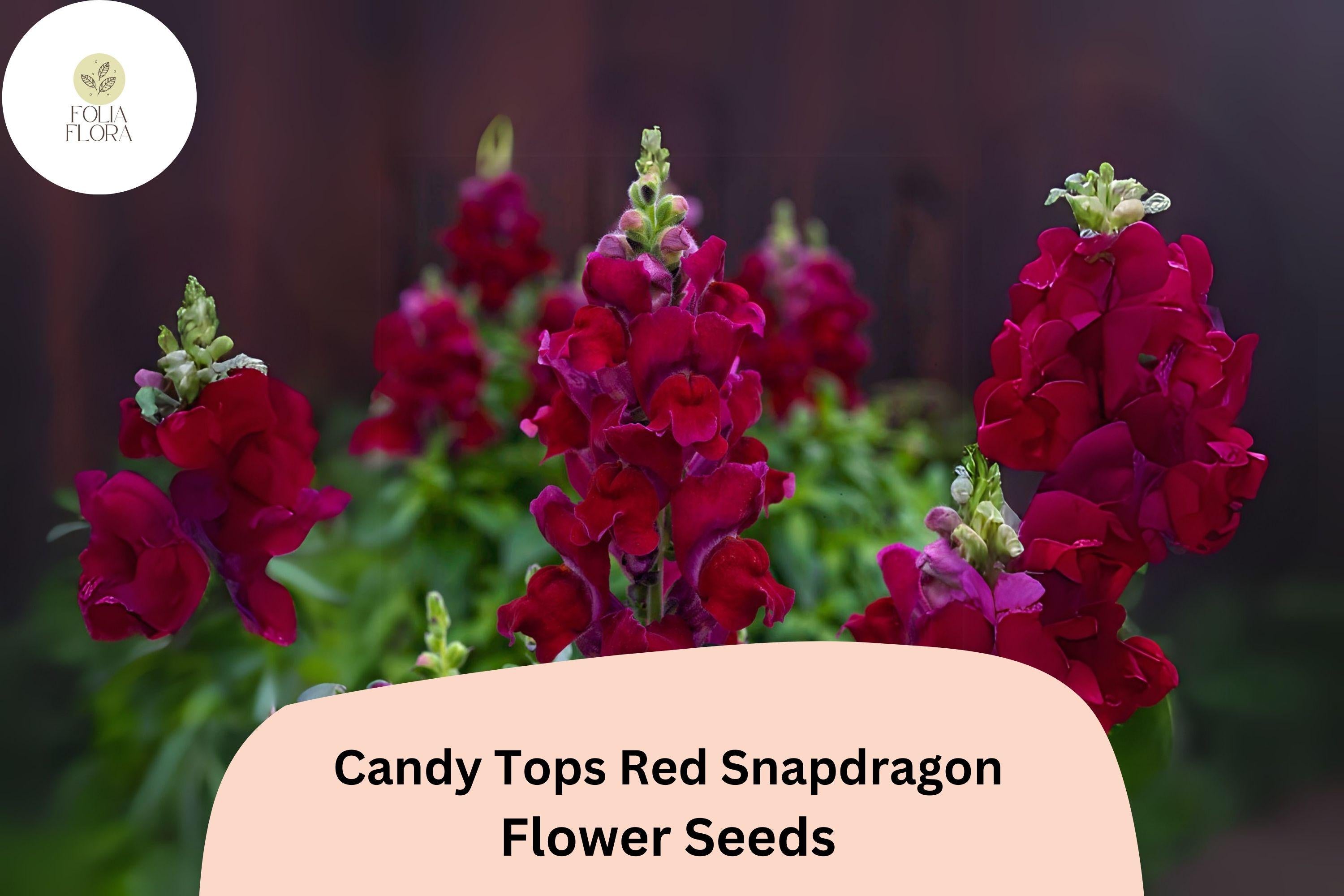 Candy Tops Red Snapdragon Seeds | Compact Garden Blooms (1000+ Seeds)