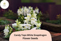 Candy Tops White Snapdragon Seeds | Compact Blooms (1000+ Seeds)