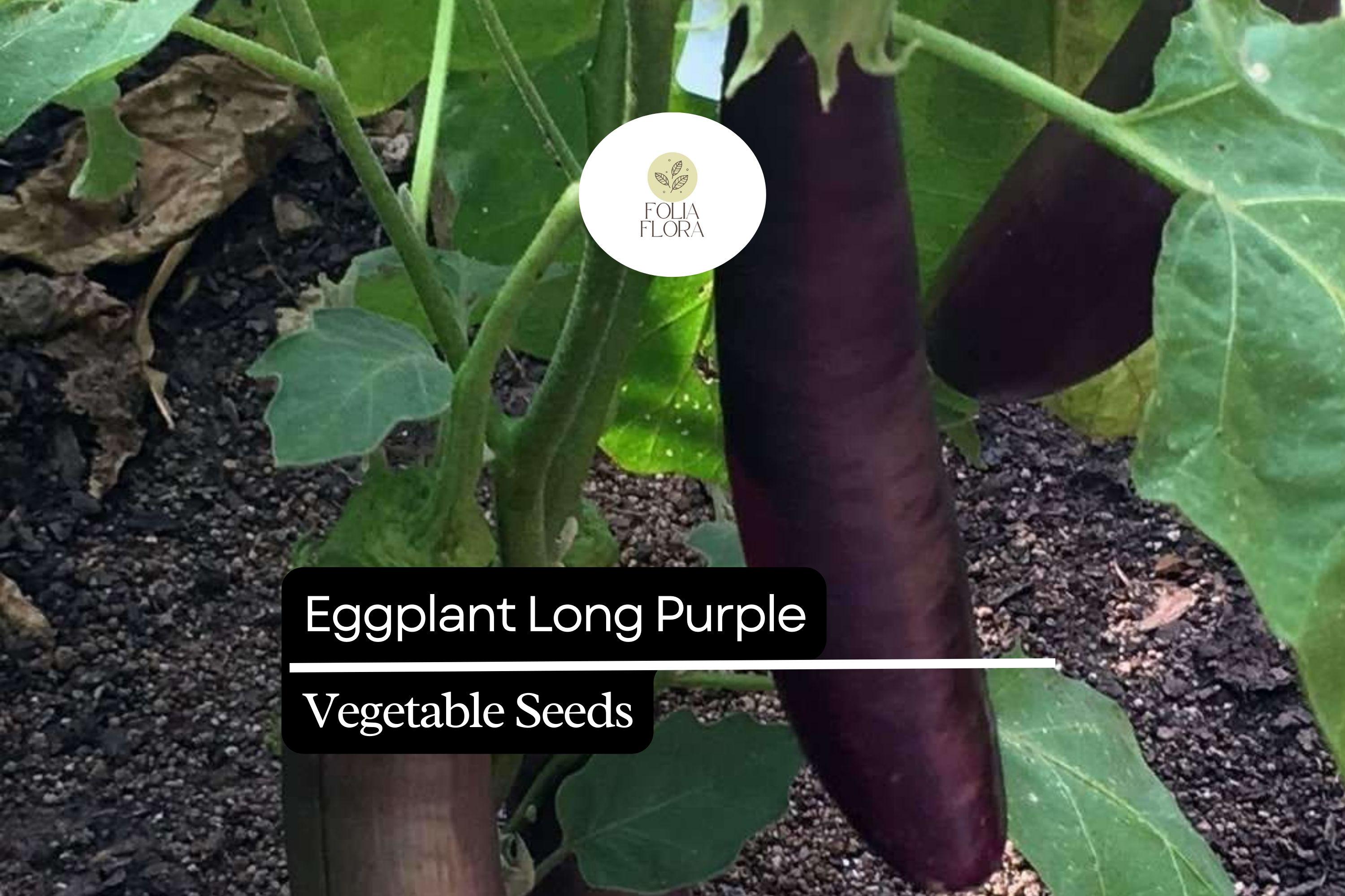 150 Long Purple Eggplant Seeds – Heirloom Solanum melongena, Long Slender Fruits, High-Yielding, Mild Flavor, Container & Garden Grow
