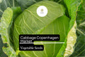 Copenhagen Market Cabbage Seeds – Heirloom, Early-Maturing, Compact, Brassica oleracea