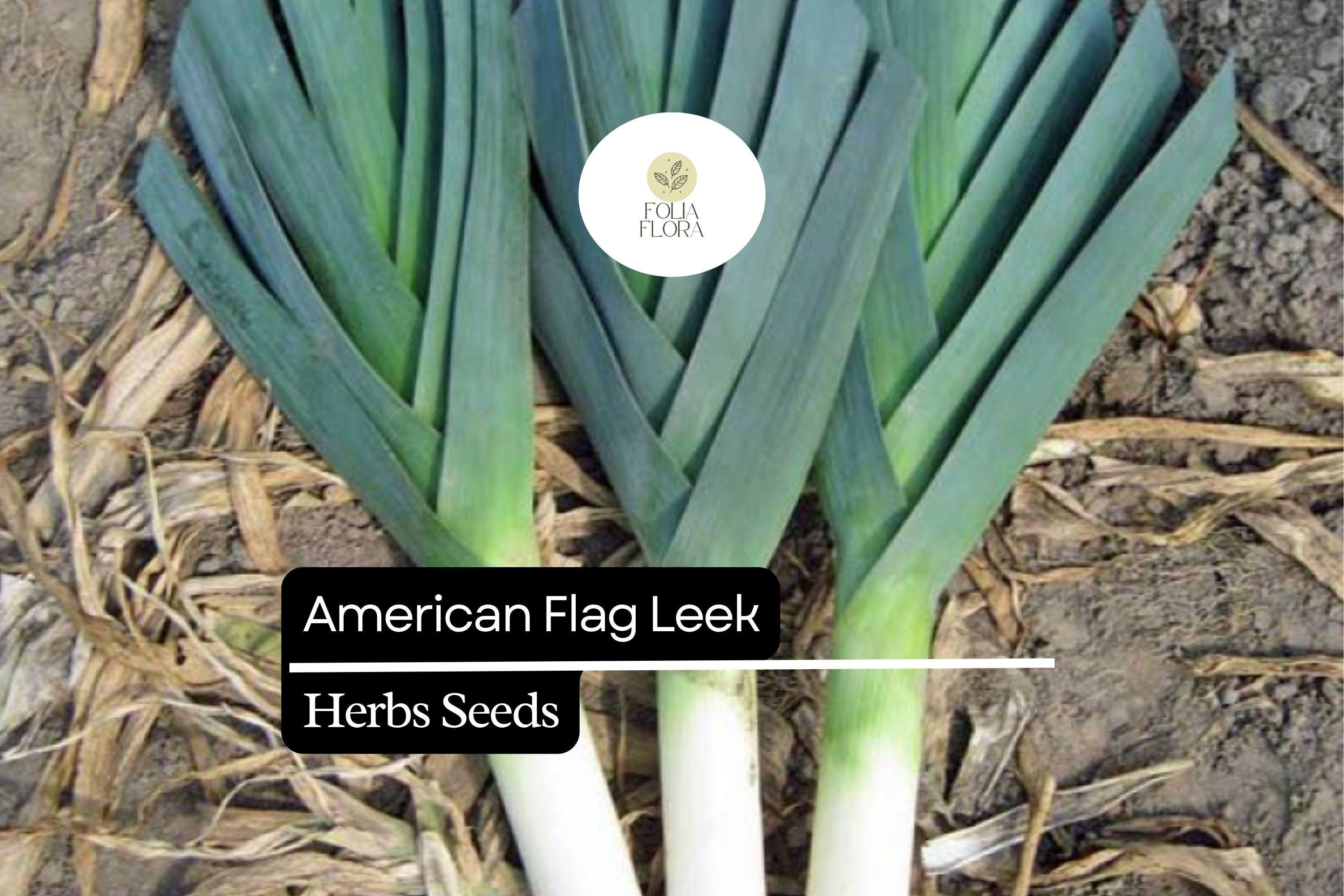 Heirloom American Flag Leek Seeds – Allium ampeloprasum – Long White Stems, Cold-Hardy, Gourmet Flavor, High-Yield, 200 Seeds